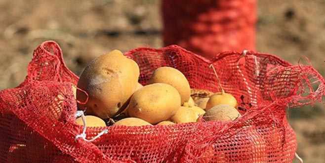 Yükselen patates fiyatlarına müdahale geldi! İşte Bursa’da patatesin satış fiyatı
