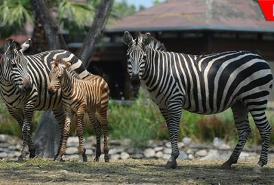 Bir haftalık zebra yavrusuna yoğun ilgi