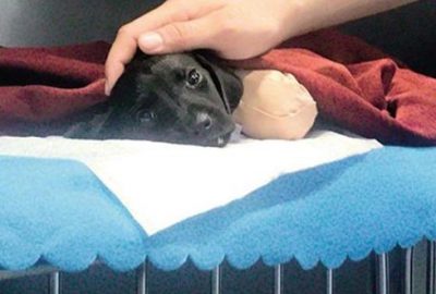 Yavru köpeğin ölümüyle ilgili tutuklanan kepçe operatörü serbest