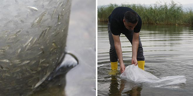 İznik Gölü’ne 45 bin adet yavru sazan bırakıldı İznik Gölü’ne 45 bin adet yavru sazan bırakıldı
