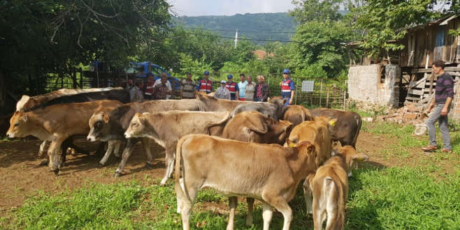Bursa’da büyükbaş hayvan hırsızlığı