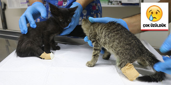 İki yavru kedi ayakları kesilmiş halde bulundu İki yavru kedi ayakları kesilmiş halde bulundu