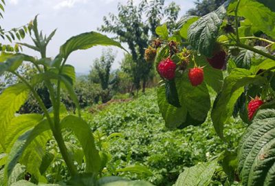Ahududu üreticisi soğuk hava deposu istiyor