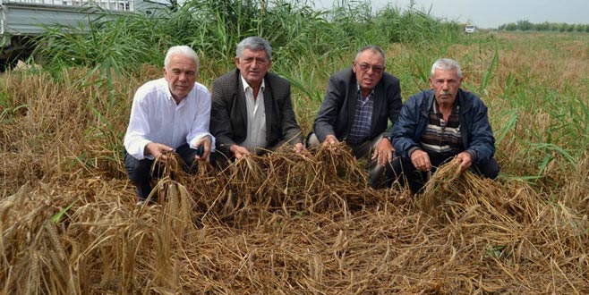 Buğday hasadına yağmur engeli