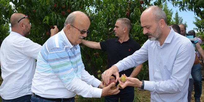 İznikli çiftçinin dolu zararı büyük