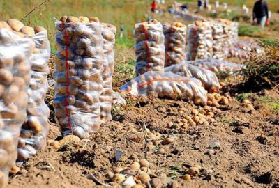 Patates fiyatları için kritik tarih