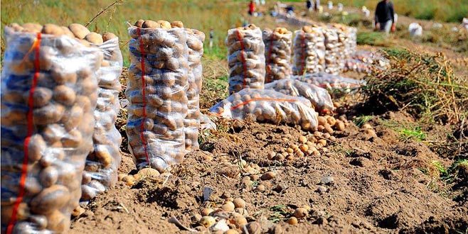 Patates fiyatları için kritik tarih