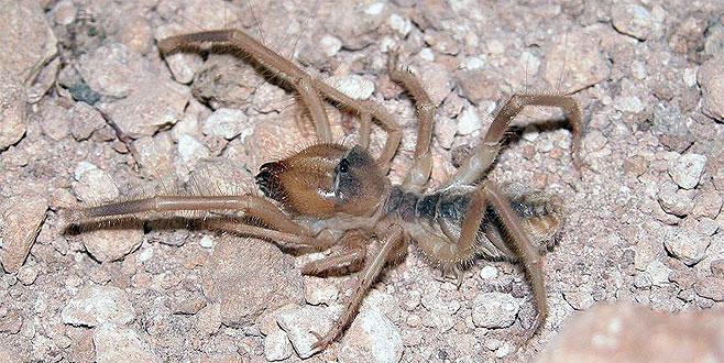 �Et yiyen örümcek� iddiası için açıklama Olay Gazetesi Bursa