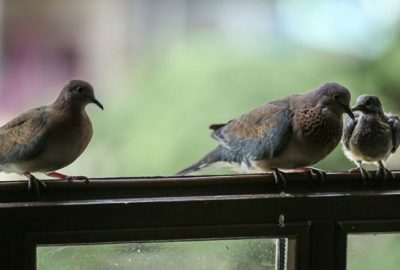 Başkanın odasını mesken tutan kumrulardan güzel haber