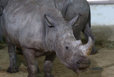 Bursa Hayvanat Bahçesi’nin yeni üyeleri tanıtıldı 