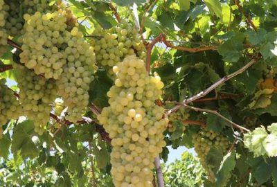 Türkiye’den ilk üzümler Rusya’ya