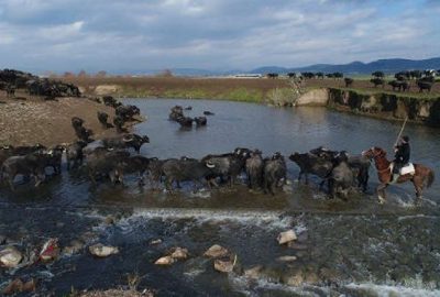 Burası Afrika değil! Görüntüler çok yakınımızdan