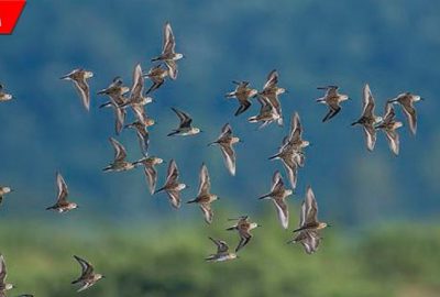 Longozdaki sonbahar göçü fotoğraflara böyle yansıdı