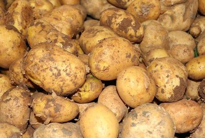 Patateste üretici fiyatı düşüşe geçti