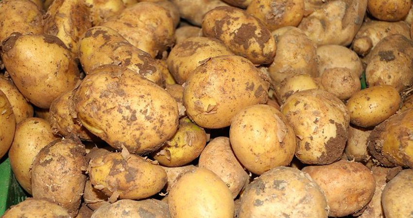 Türkiye'nin kışlık patates üretiminin en önemli merkezi konumundaki Ödemiş'te ürünün