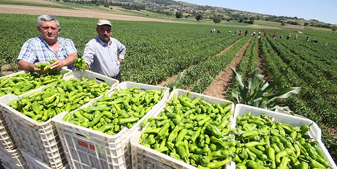 Biber üreticisinden umutlu başlangıç