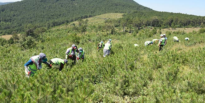 Yanan ormandaki çalışma sonuç verdi