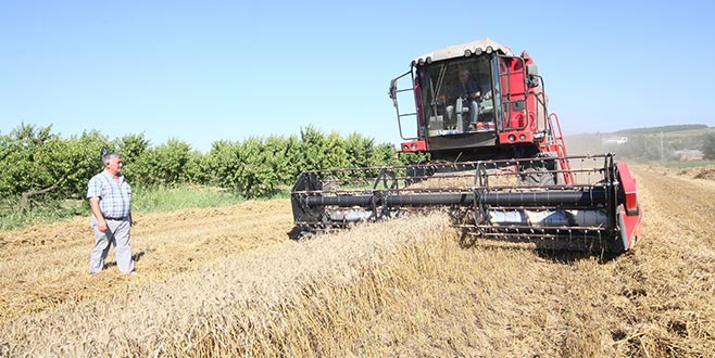 Yağmurun ardından buğday hasadına devam Yağmurun ardından buğday hasadına devam