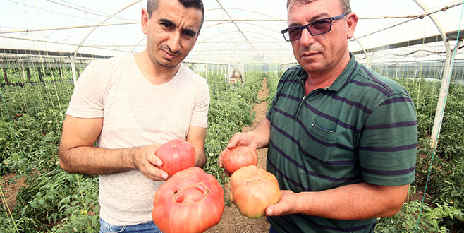 Sera tarımı ilgi çekiyor Sera tarımı ilgi çekiyor
