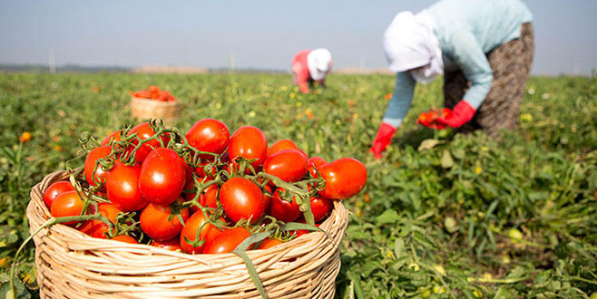 Domates üreticisi ‘Fatma teyze’nin ihracat başarısı