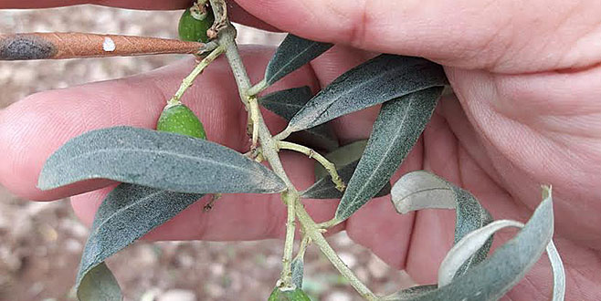 Doludan zarar gören zeytin üreticisi zorda Doludan zarar gören zeytin üreticisi zorda