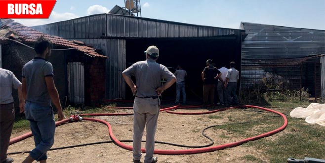 Çiftlikte yangın: Çok sayıda hayvan telef oldu