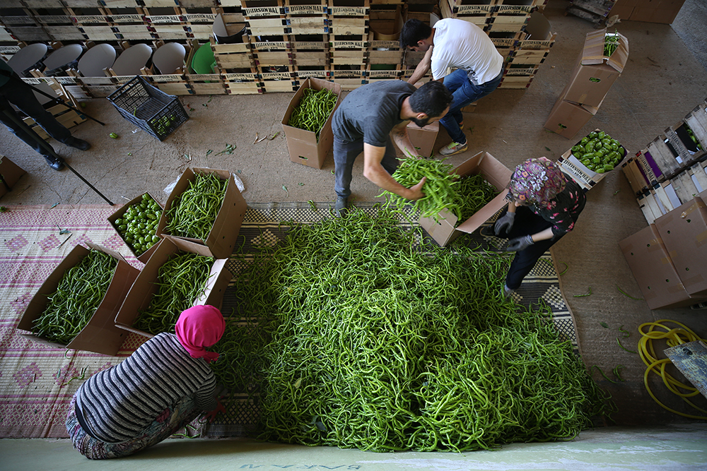 Yenişehir biberi Avrupa sofralarını süslüyor