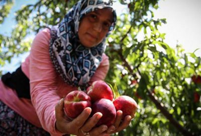 Bursa Ovası’nda üretici endişeli