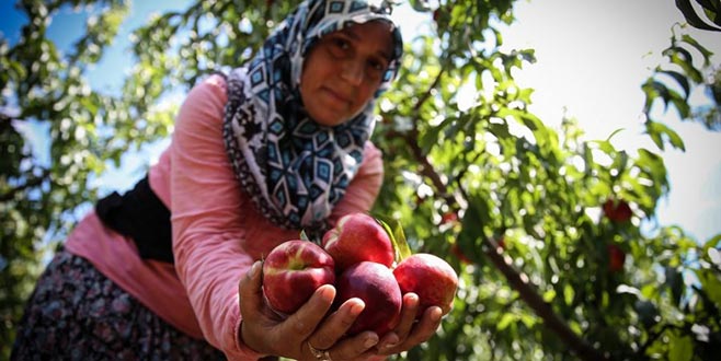 Bursa Ovası’nda üretici endişeli Bursa Ovası’nda üretici endişeli