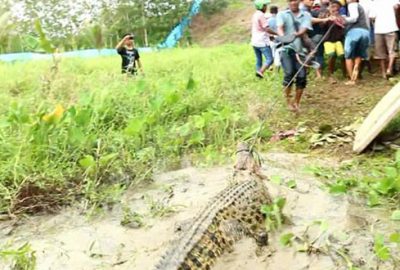 Timsah çiftliğinde katliam