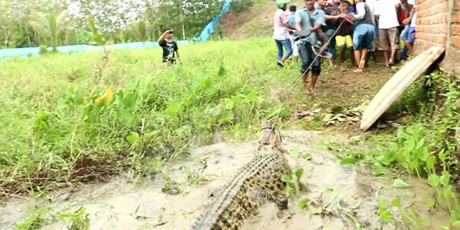 Timsah çiftliğinde katliam Timsah çiftliğinde katliam