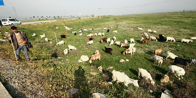 Yenişehir’deki 700 dönüm merada ıslah çalışması