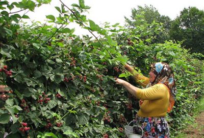 Kestel’de böğürtlen hasadı başladı