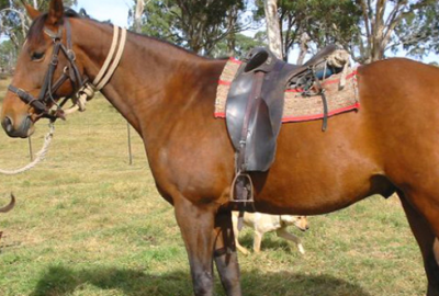 Ata tecavüz eden adamın savunması herkesi şoke etti: Bana göz kırptı