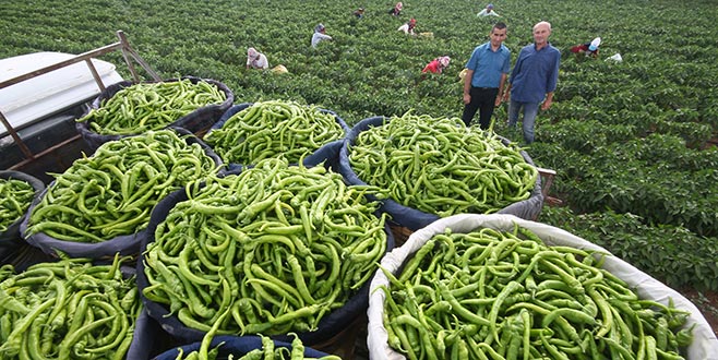 Biberi yağmur ve sıcak hava vurdu