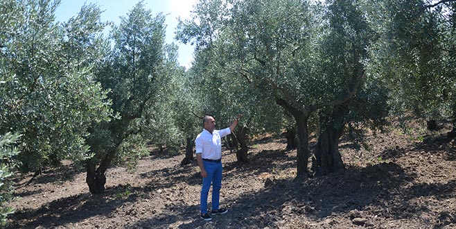 Mudanyalı zeytincide yüksek rekolte beklentisi