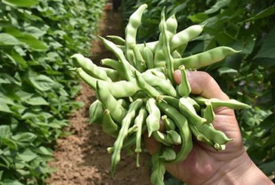 ‘Pazaryeri boncuğu’ 360 bin liraya satıldı