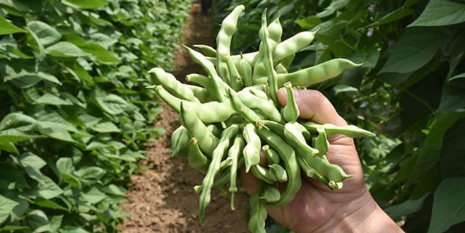 ‘Pazaryeri boncuğu’ 360 bin liraya satıldı