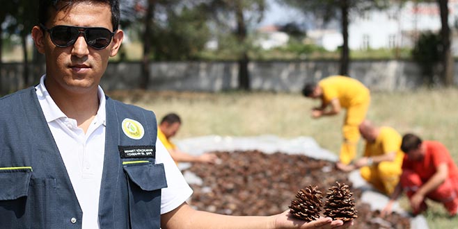 Kızılçam ormanında gençleştirme çalışması