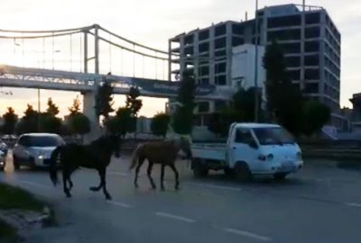 Başı boş atlar trafiği tehlikeye soktu