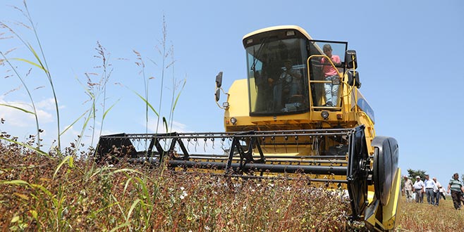 Büyükşehir’den üreticiye ‘karabuğday’ desteği