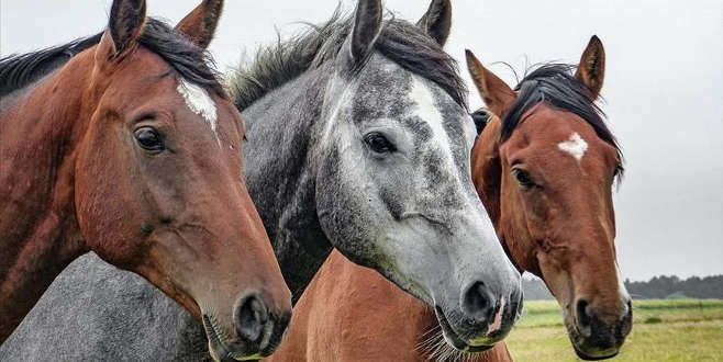 Bursa’da yetiştirildiler! Açık artırmayla satılacaklar