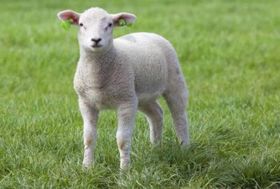 Çiftlik Bank’tan sonra şimdi de kuzu vurgunu!