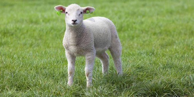 Çiftlik Bank’tan sonra şimdi de kuzu vurgunu!