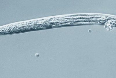 On binlerce yıl sonra canlandılar