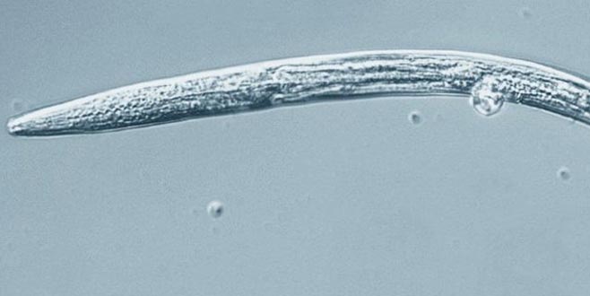 On binlerce yıl sonra canlandılar