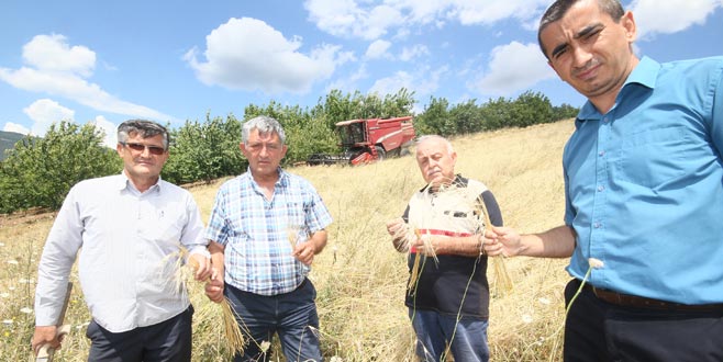 Deneme ekimi umutları artırdı