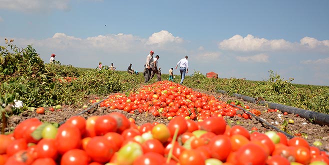 Karacabey Ovası’nda domates hasadı başladı
