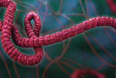 Yeni bir tür Ebola virüsü keşfedildi