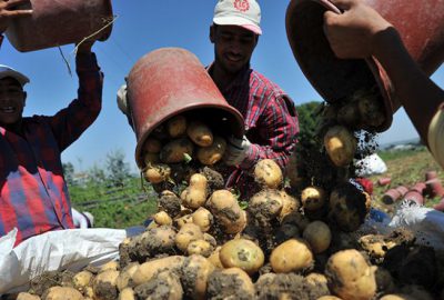 Bursa’da hasat başladı, patates tarlada 2 lira